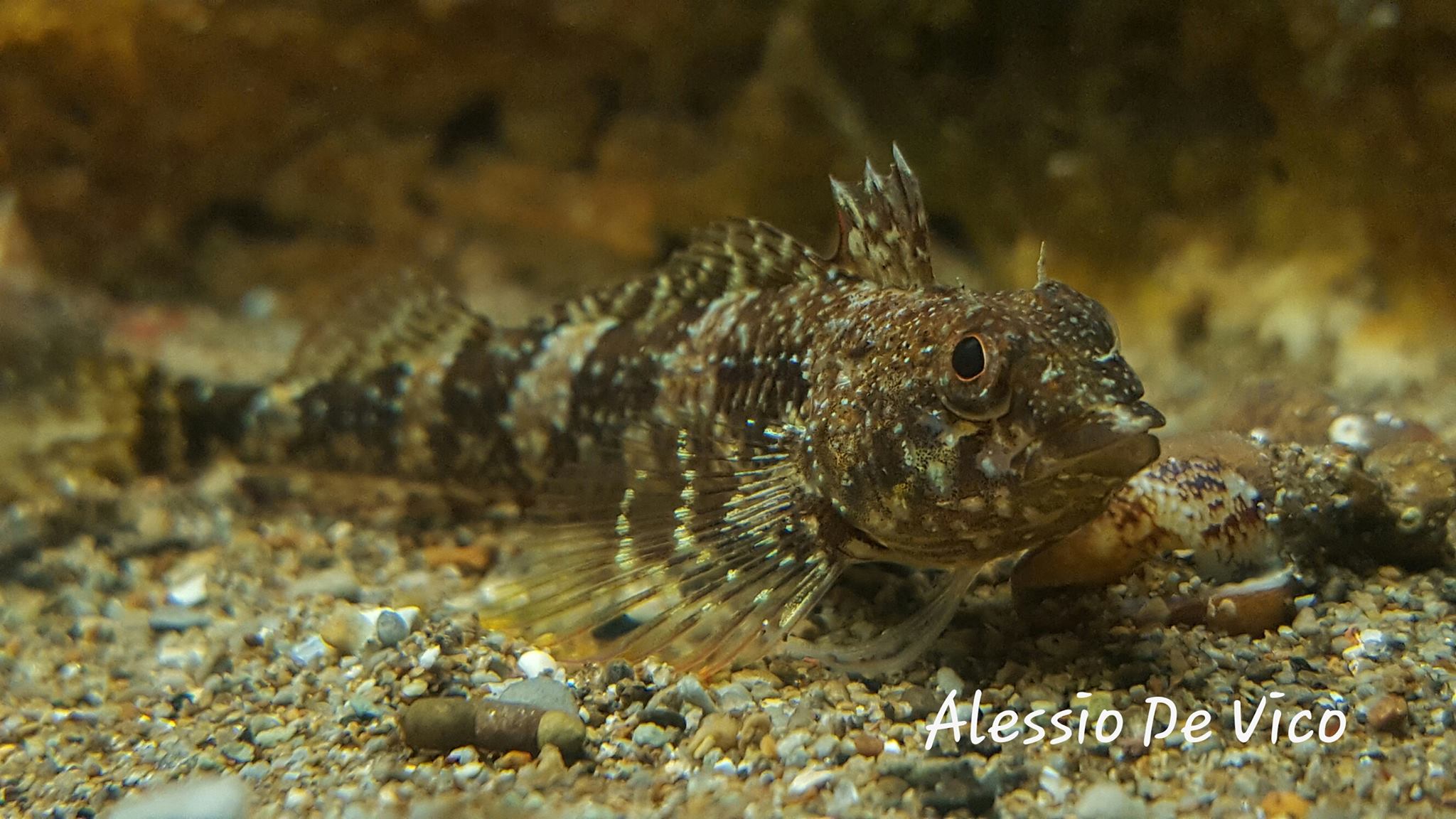 IL MIO ACQUARIO MEDITERRANEO