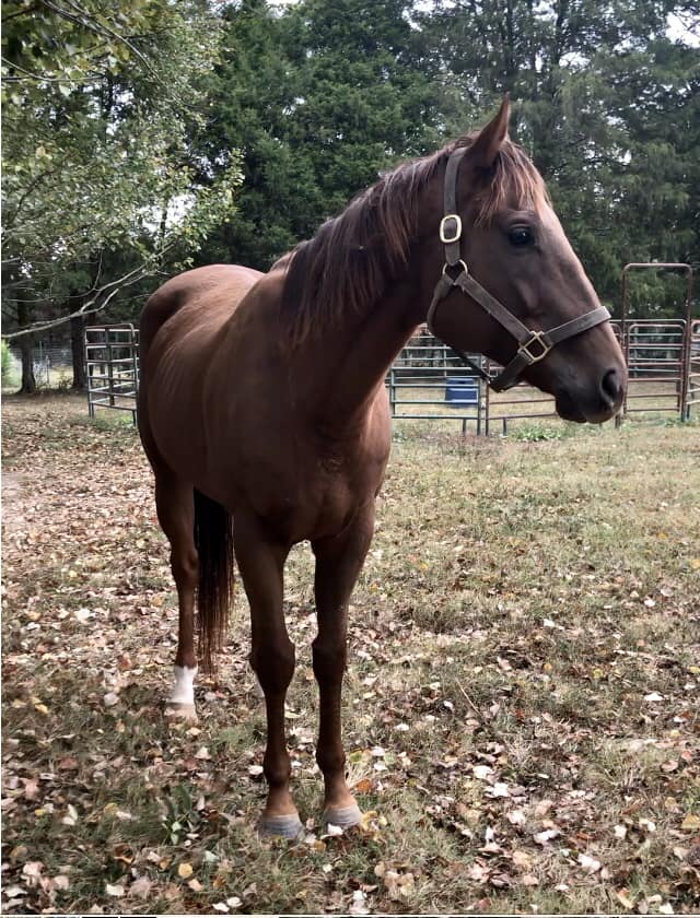 Meet Phase Out, the... - The Homestretch Thoroughbred Rescue