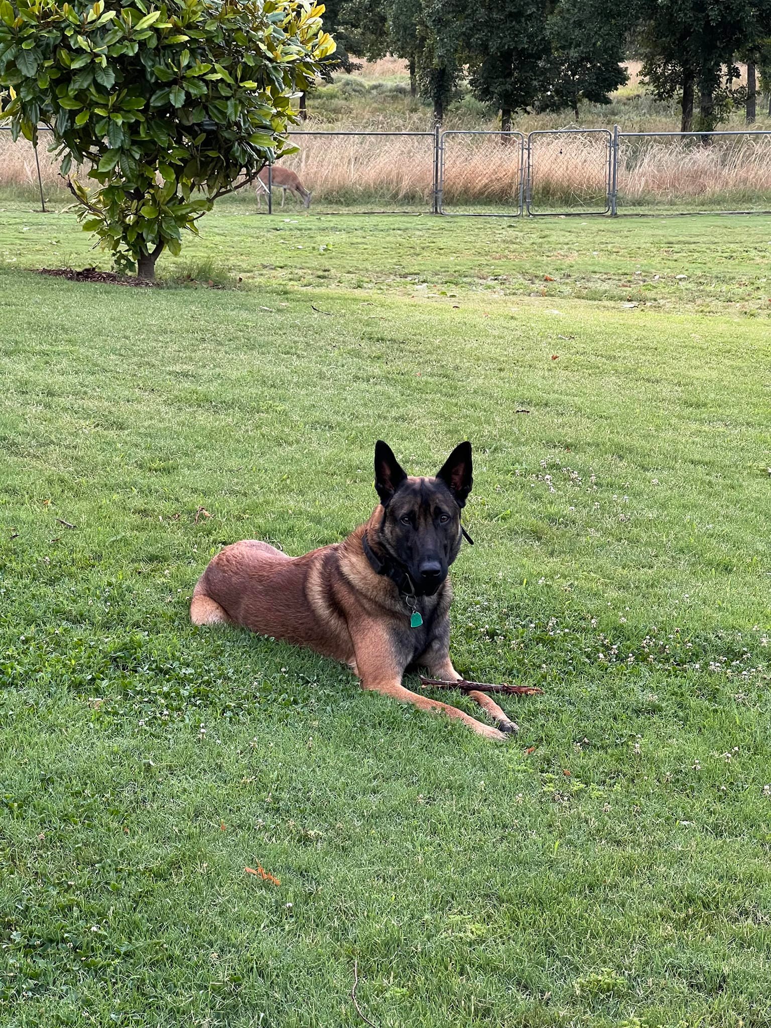 Blueline Malinois | Tool TX