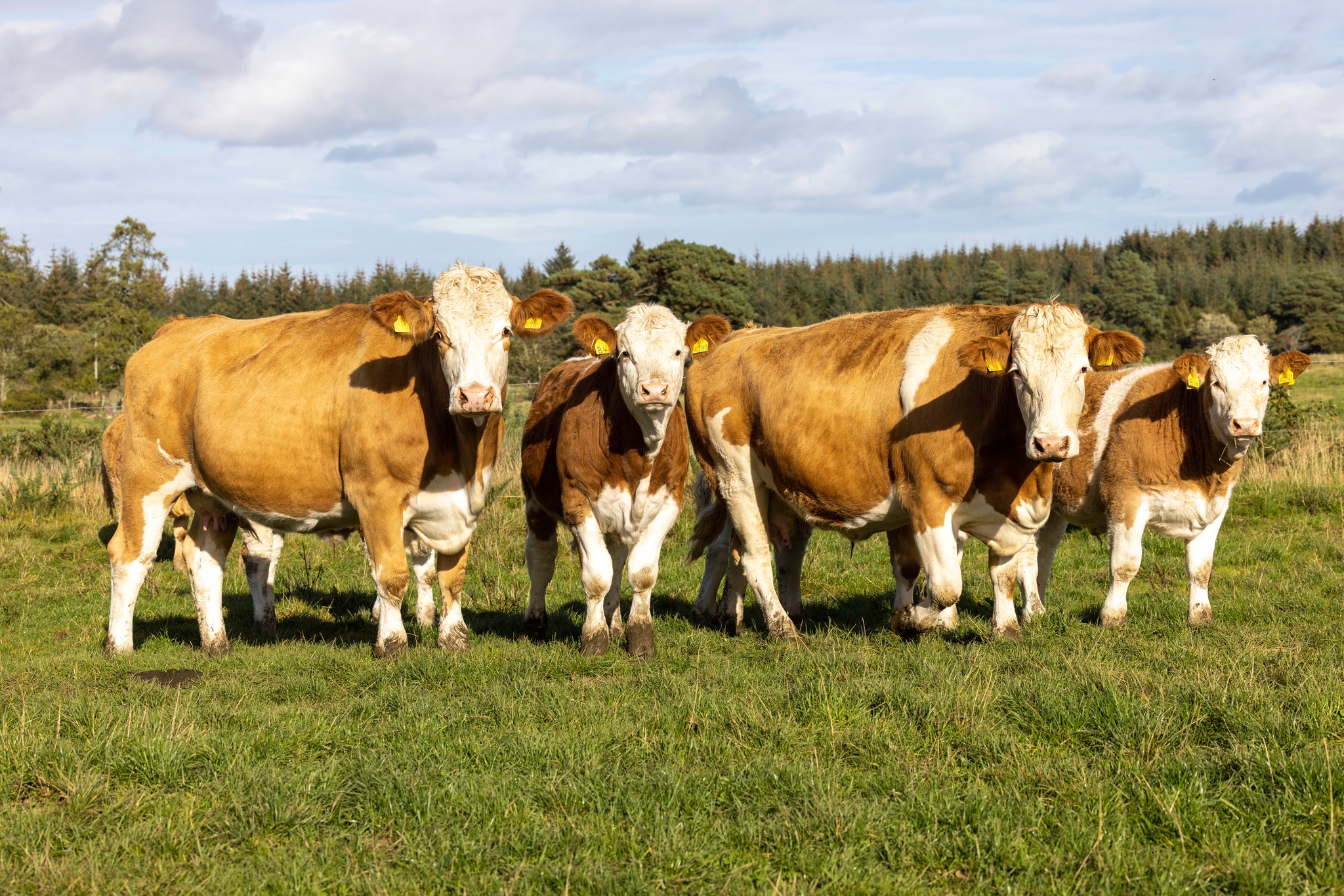 🔴👍SIMMENTALS BREEDING... - British Simmental Cattle Society | Facebook