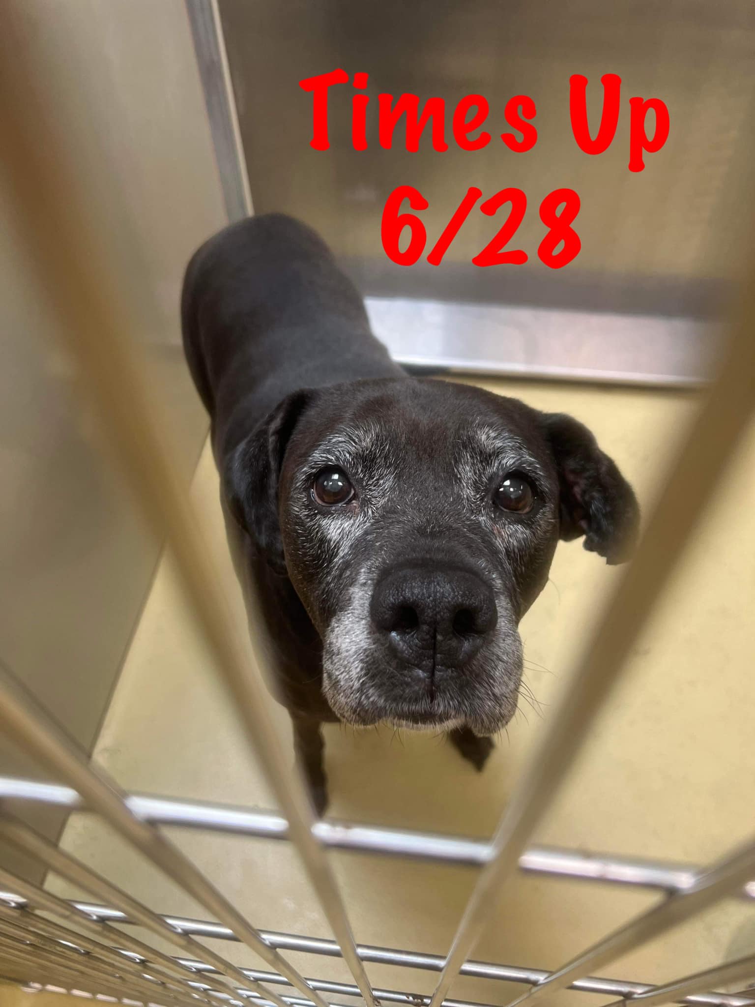 Dallas shelter dog needs home by 06/23