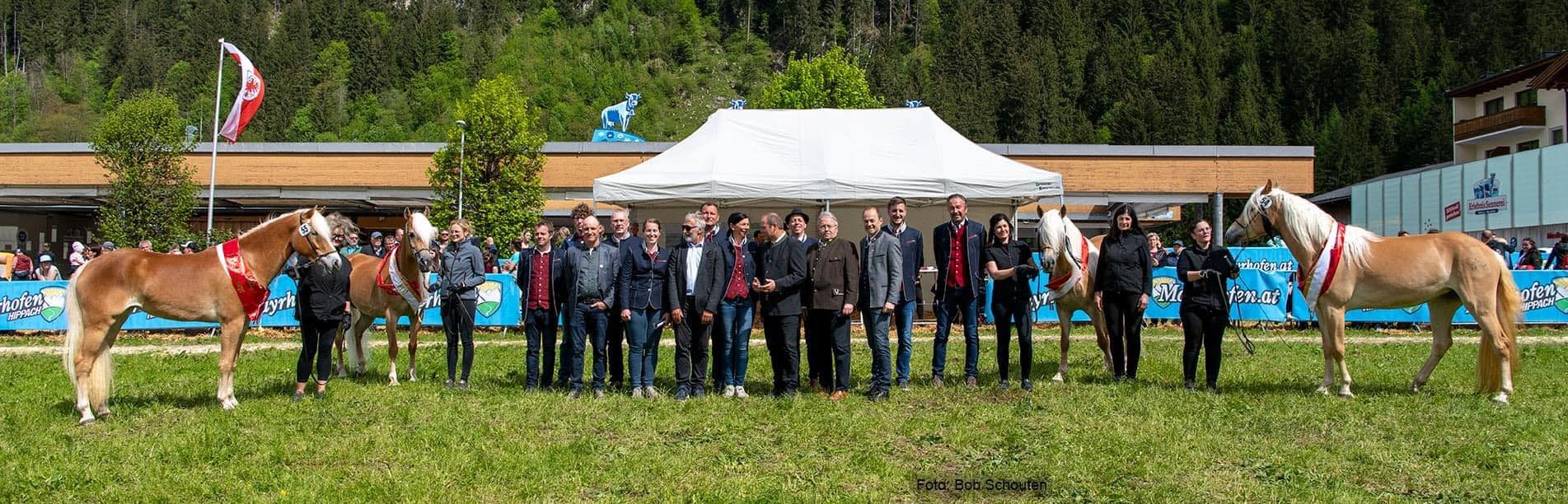 Haflinger... - Haflinger Pferdezuchtverein Kufstein