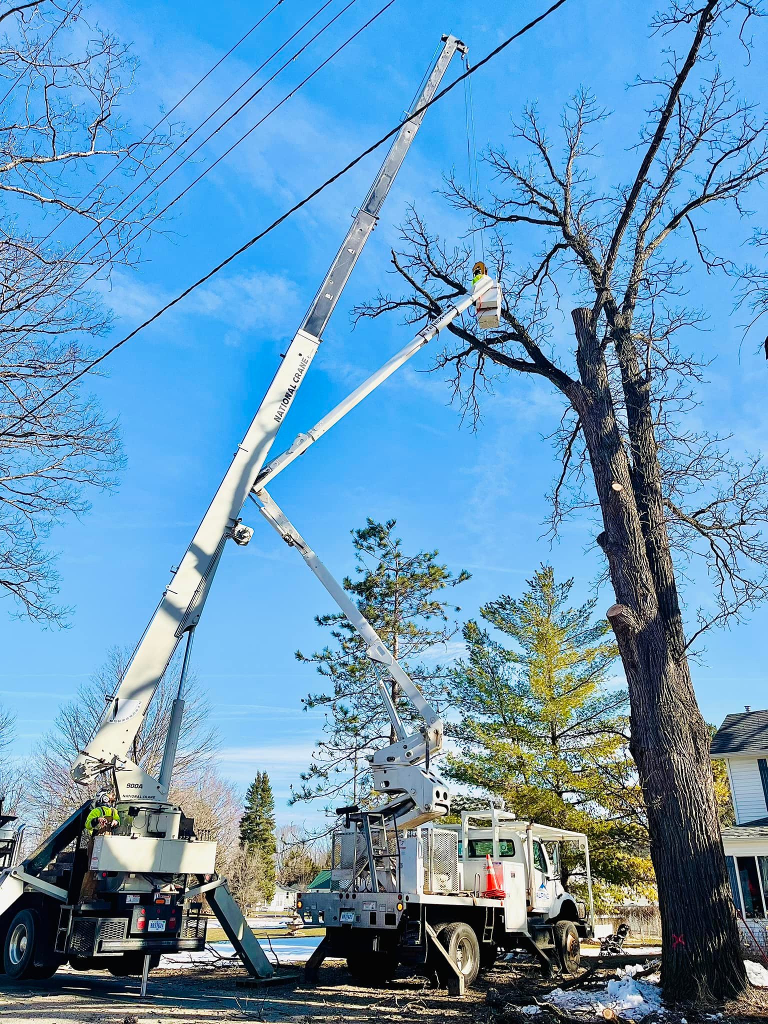 Alpine Tree Service | Newaygo MI