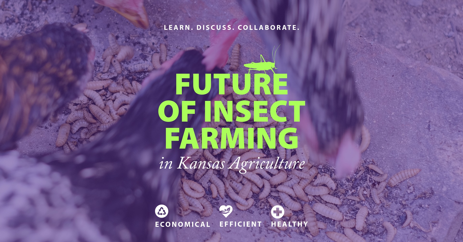 Future of Insect Farming in Kansas Agriculture