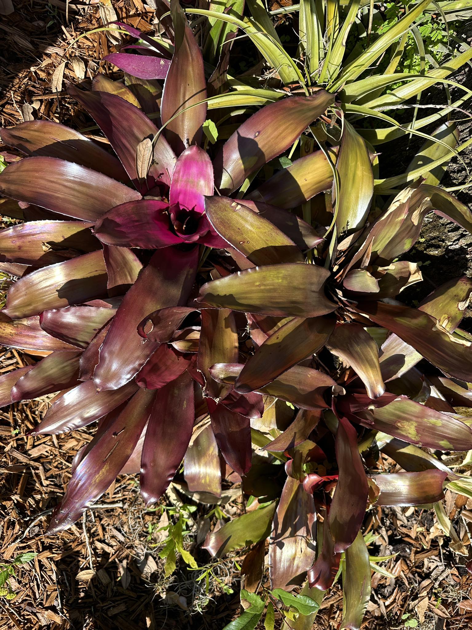 Neoregelia Secret Grove (Purple Star F2) plant details