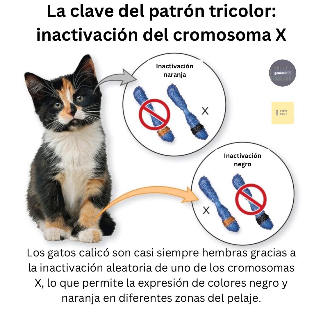 ciencia-mazatl-n