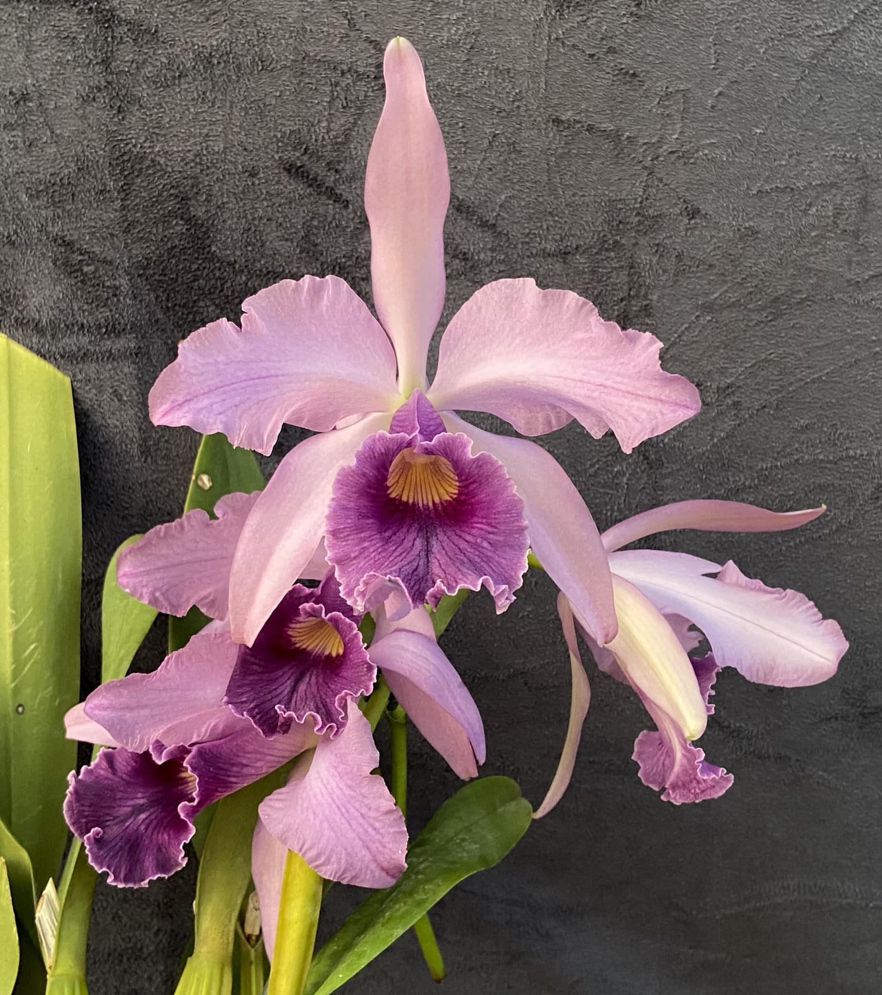 Lc. Canhamiana 'Azure Skies' orchid blooms with 8 open flowers