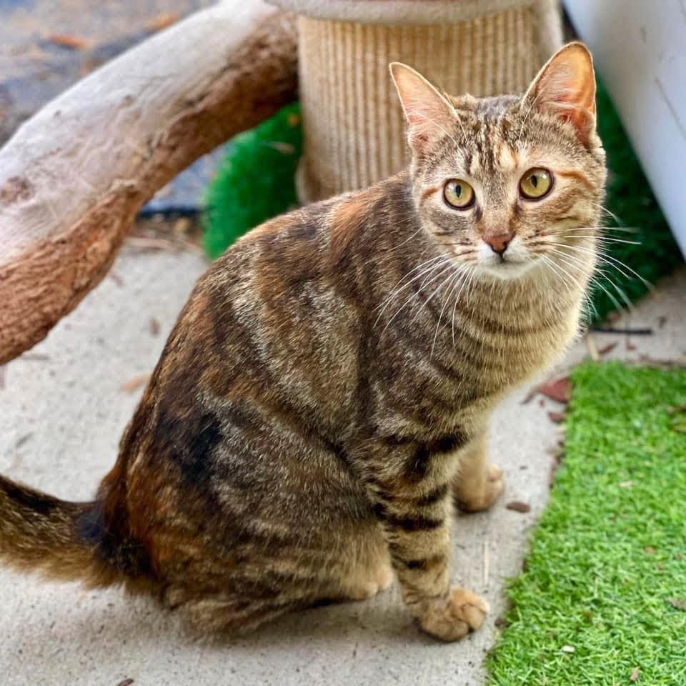 Perth Rescue Angels | Perth WA