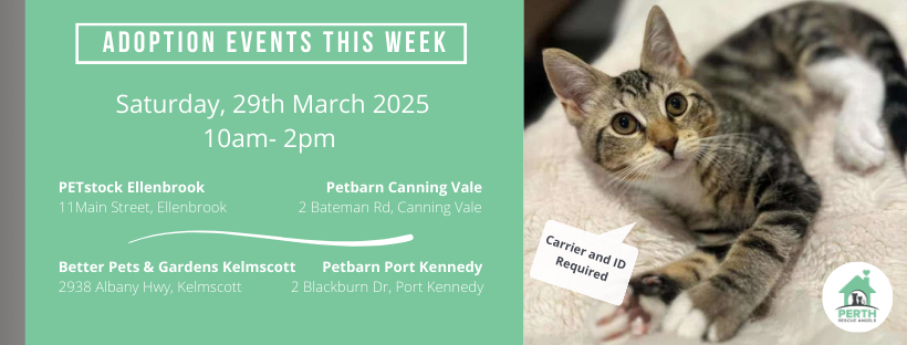Perth Rescue Angels | Perth WA