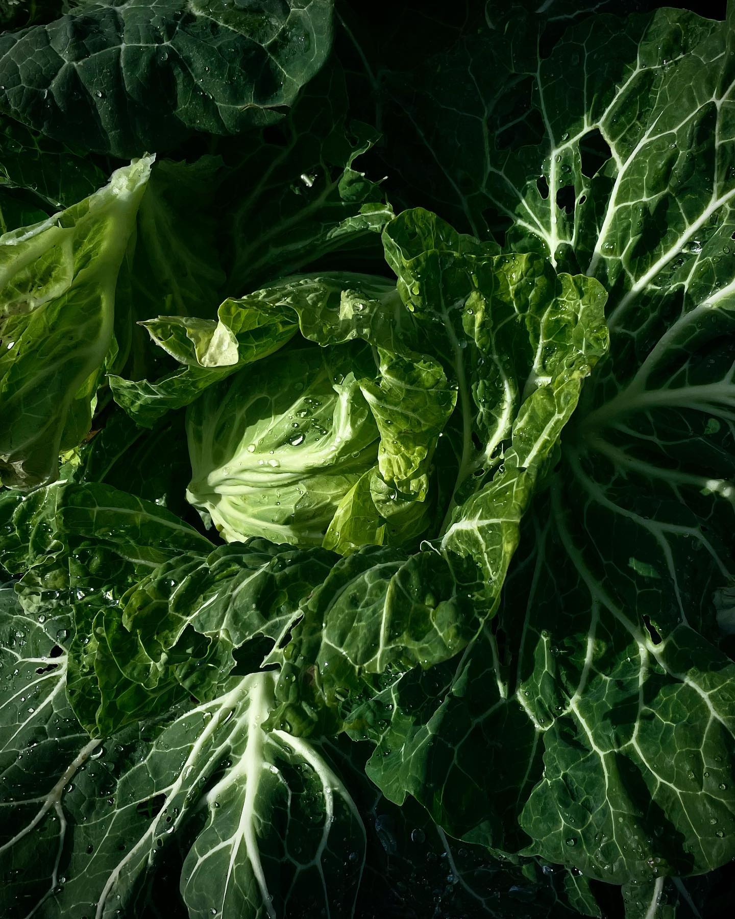 Frutas Palacios - La berza es una de esas verduras que...