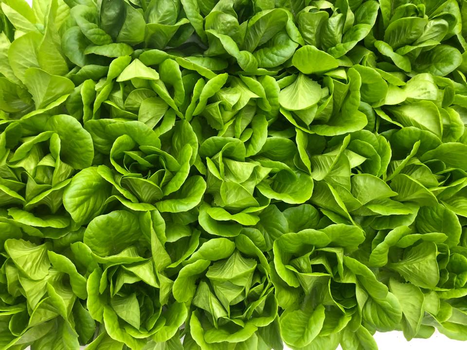 Manyolo Aquaponics & Culture | Polokwane
