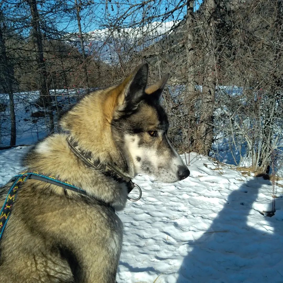 Wild Experiences Chiens De Traineau Hautes Alpes