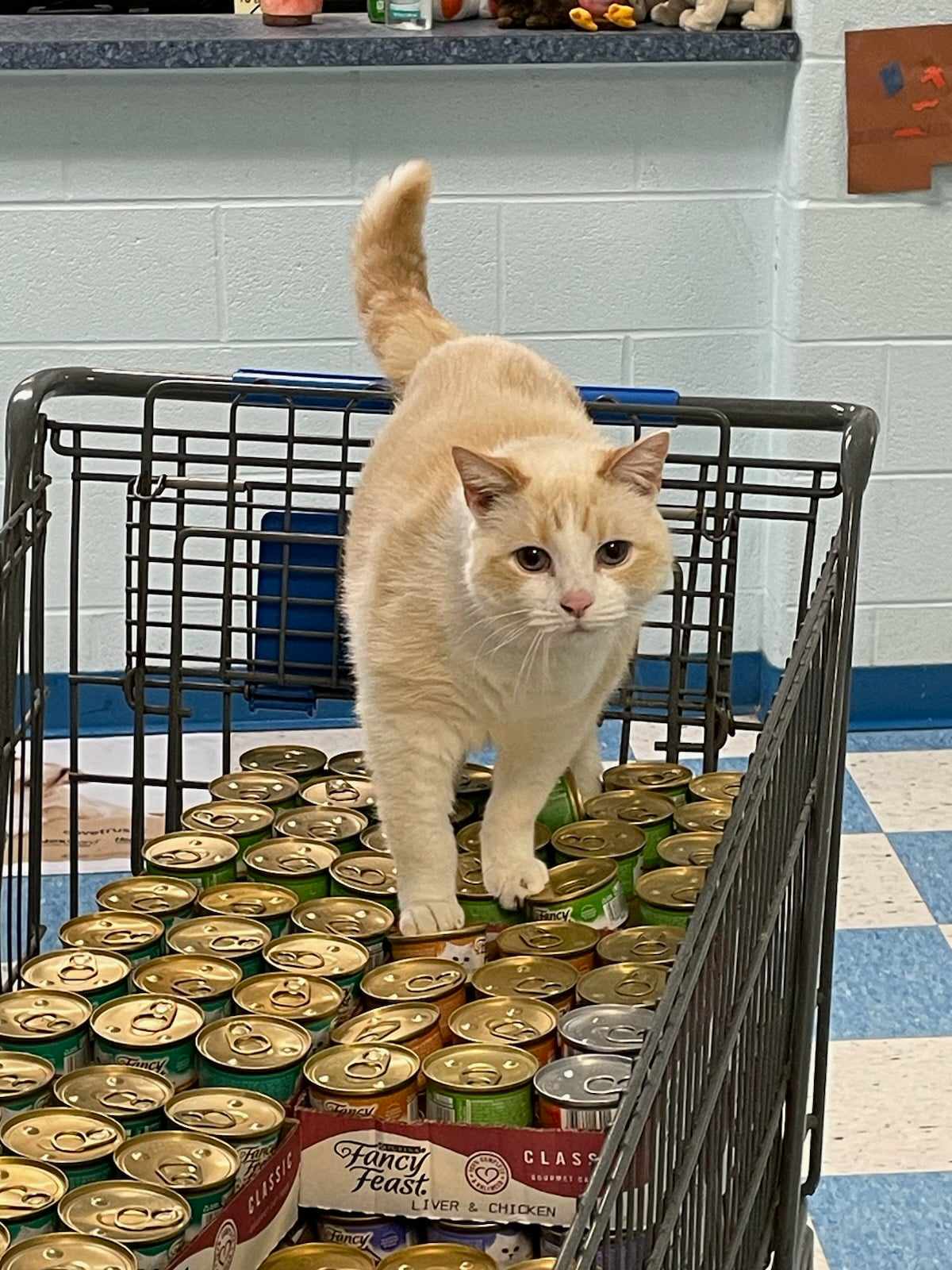 The shelter is very... - Clarke County Humane Foundation