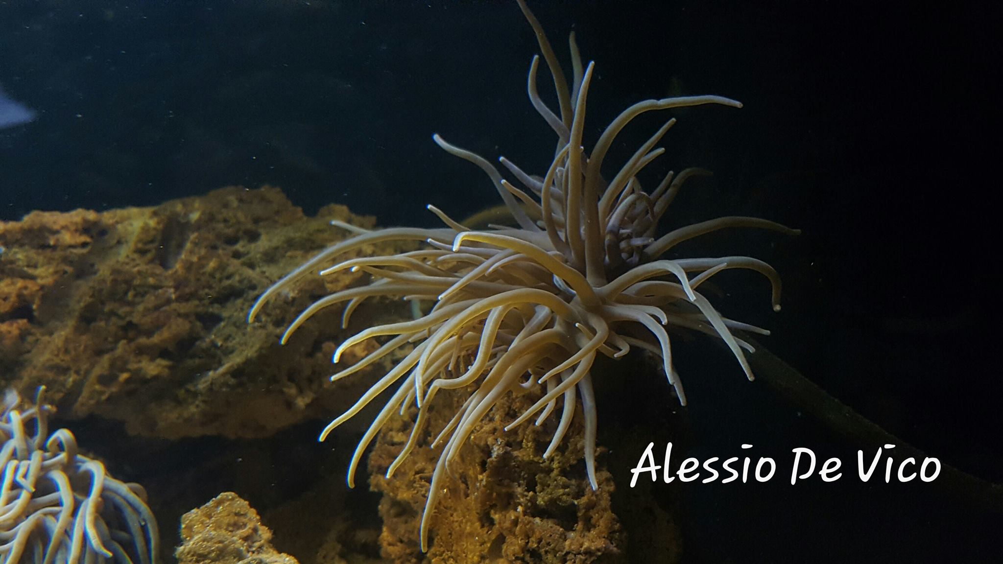 IL MIO ACQUARIO MEDITERRANEO