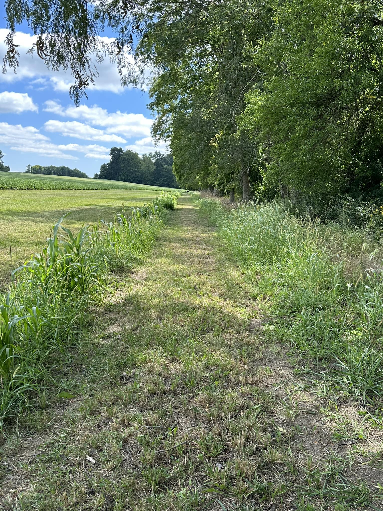 Whitetail Institute Imperial Conceal Food Plot Seed For Deer