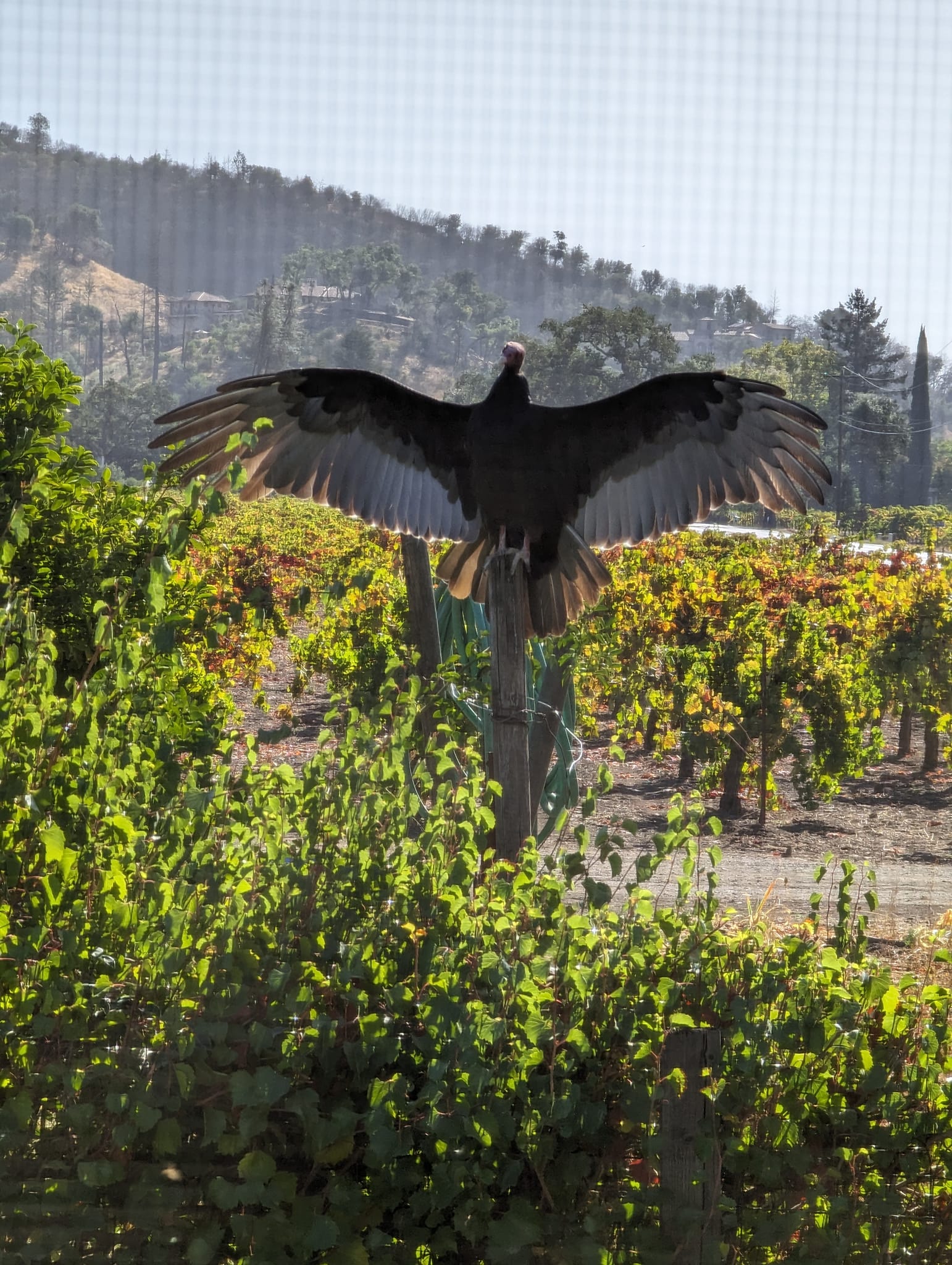 Frediani Vineyards | Calistoga CA