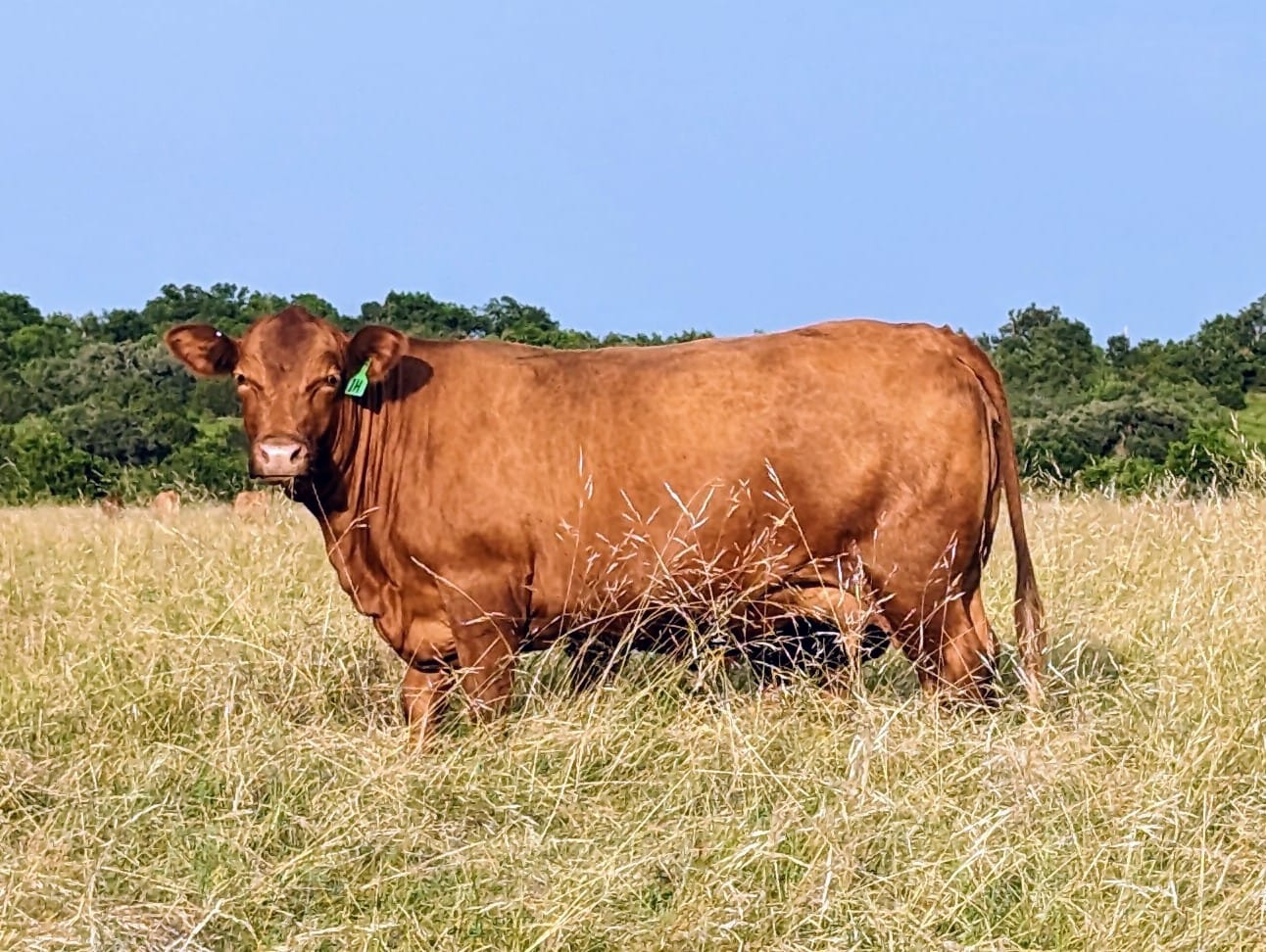 JBarT Livestock - J Bar T Heidi 1H has turned into a... | Facebook