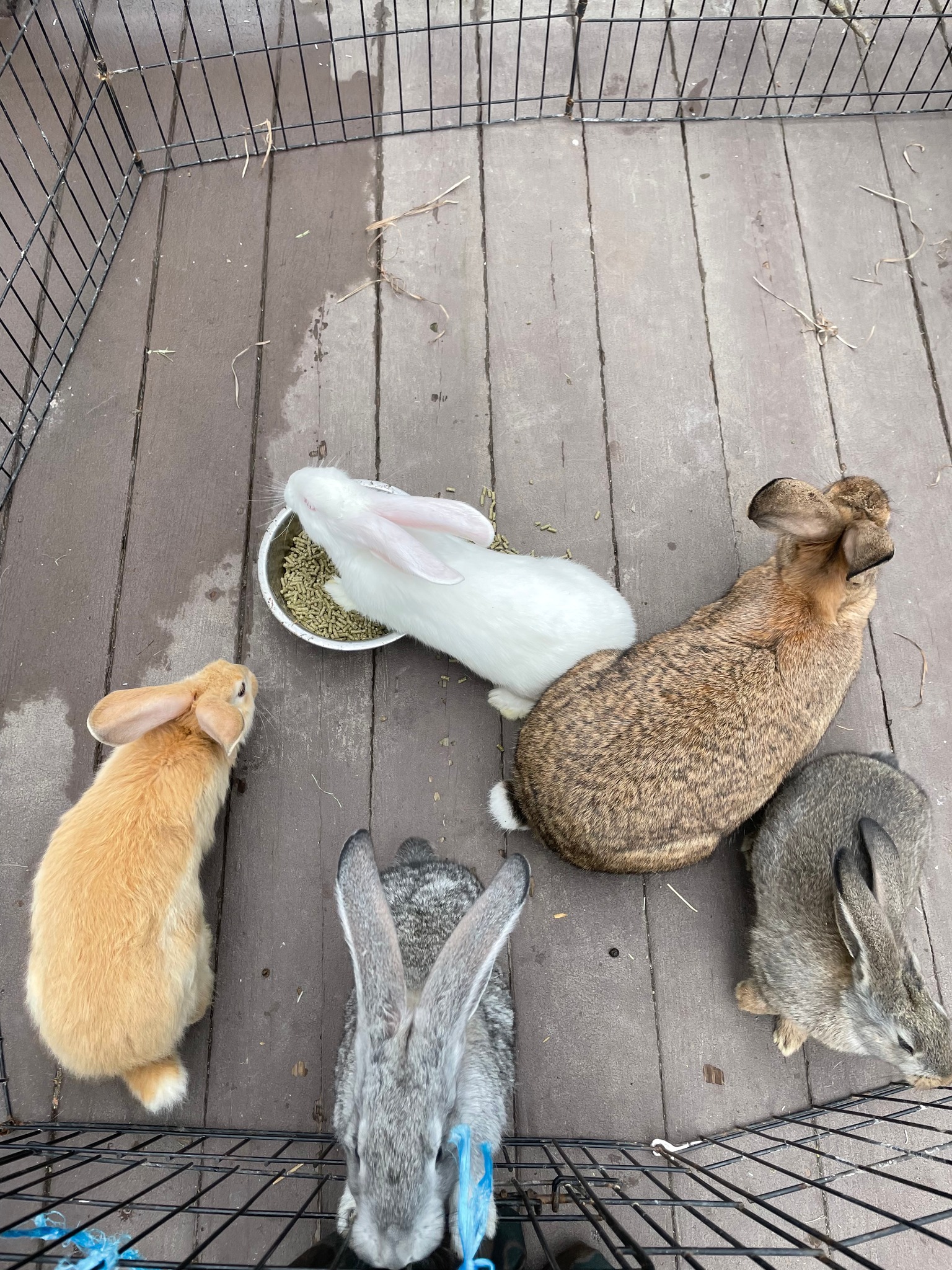 Hop-Up Rabbitry