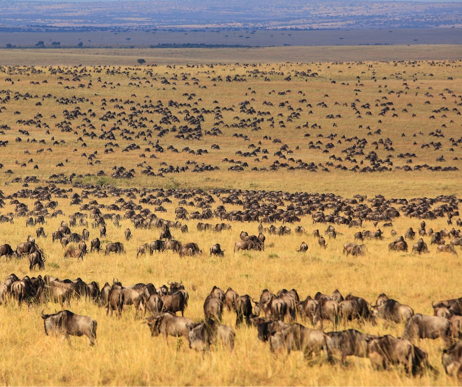 📍The Great... - Freedom Destinations - The Africa Experts
