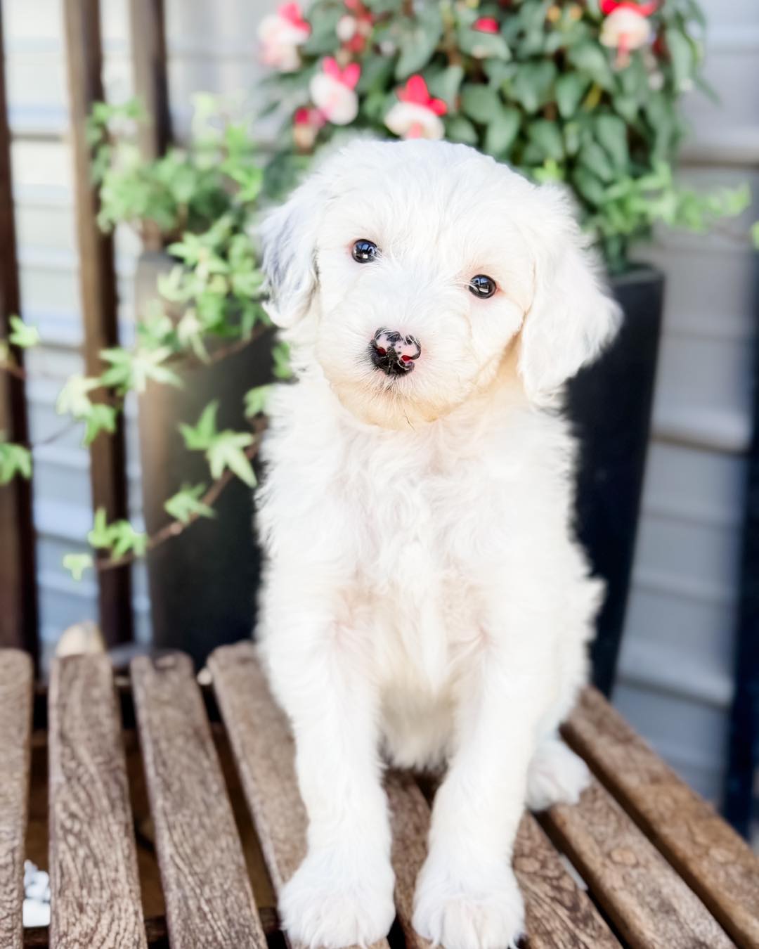 Little - Update : This sweet girl found her family ️🐾🐶 Snowflake is as ...
