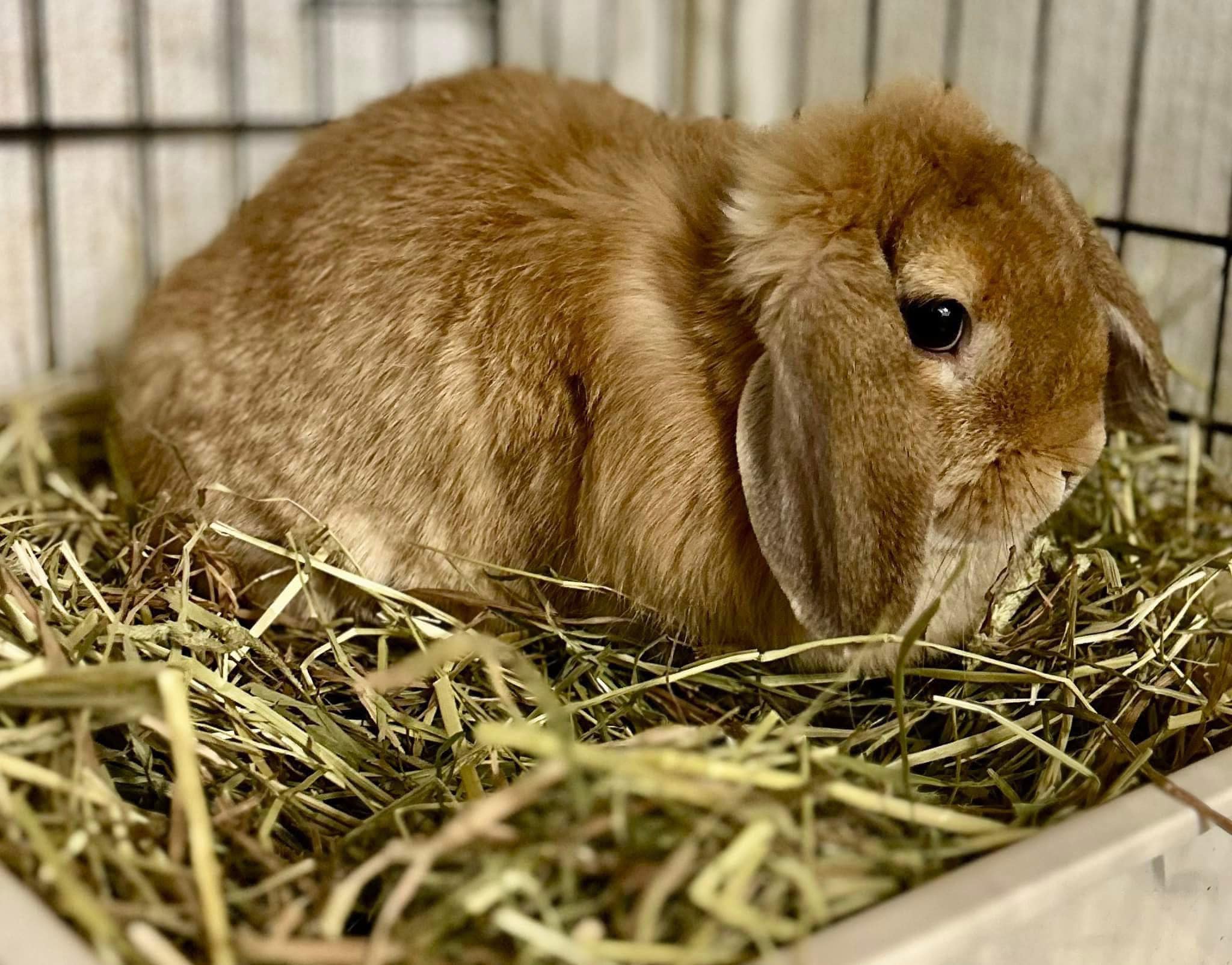 April was abandoned in a tiny... - Shrewsbury Rabbit Rescue | Facebook