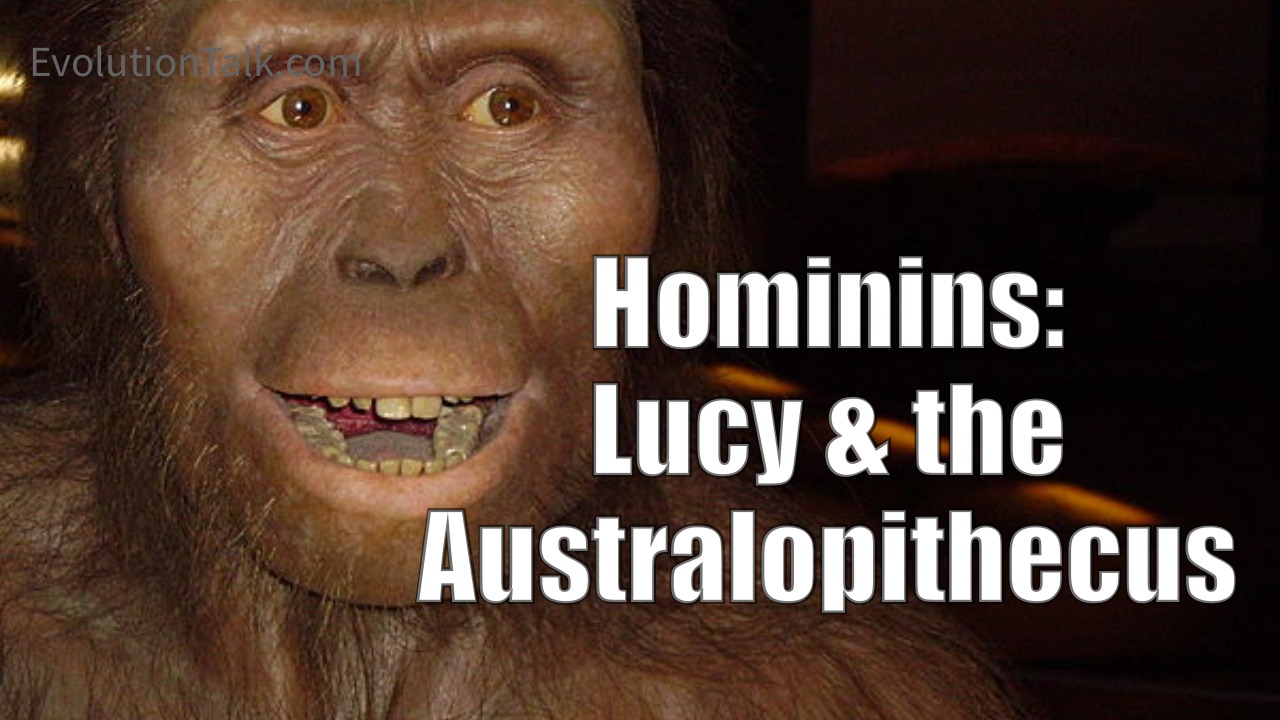 Evolution Talk - Evolution Talk : Hominins: Lucy and the...