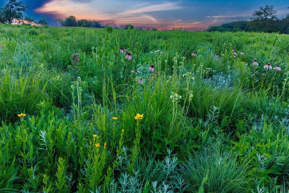 The Prairie Enthusiasts - It was a beautiful day at the LeafRidge Farm ...