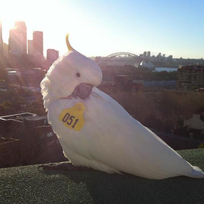 Cockatoo Wingtag - Big City Birds