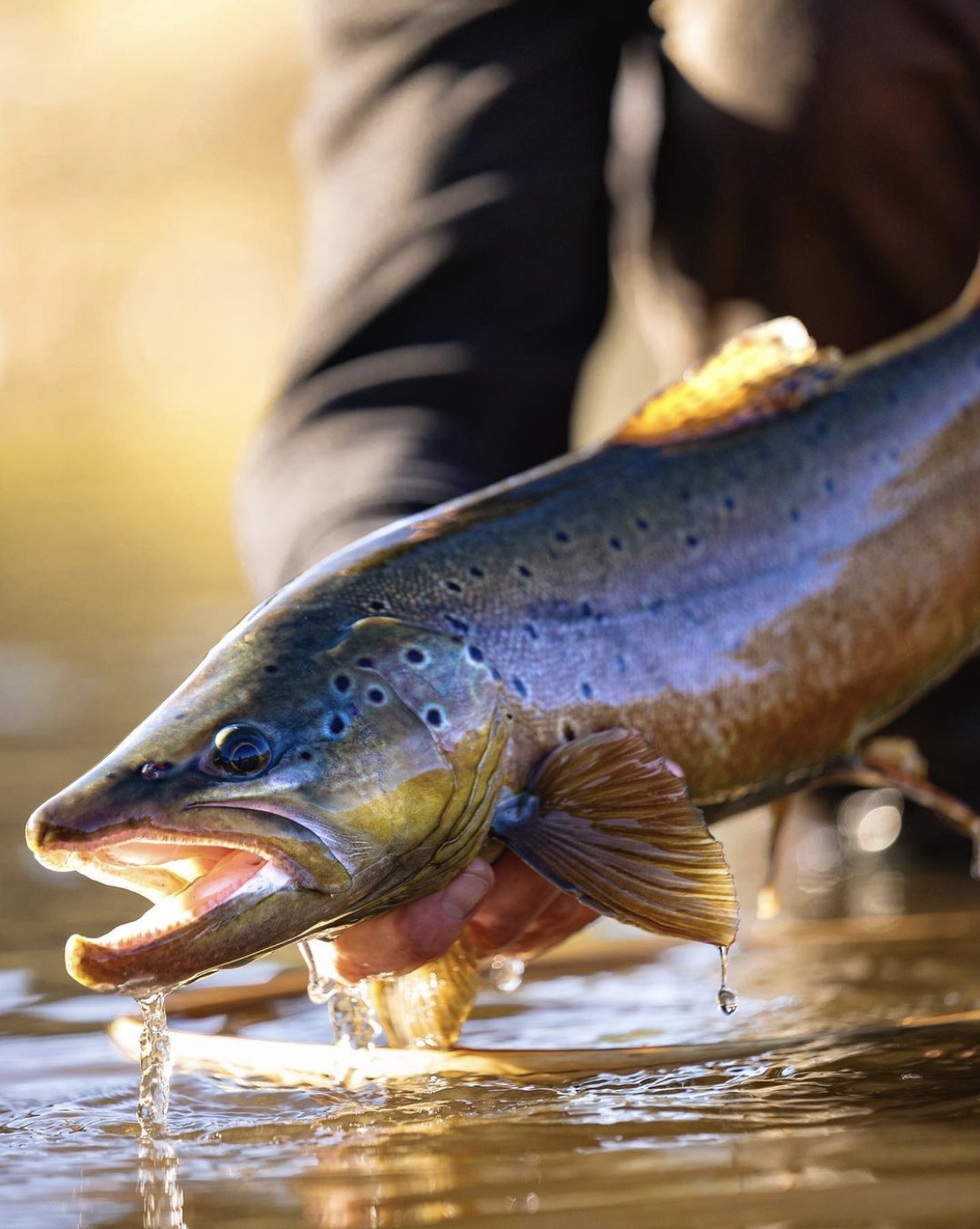 Rep Your Water - Magnificent dark coloration on a gorgeous... | Facebook