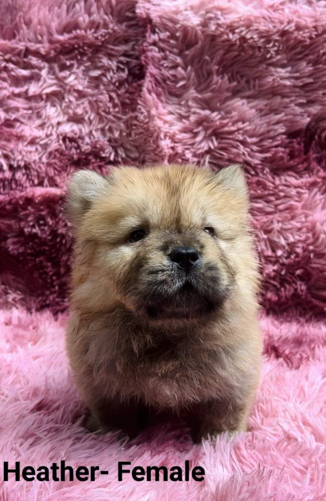 Kin Kennel - Chow chow pups for rehoming 🏡 2 months old...