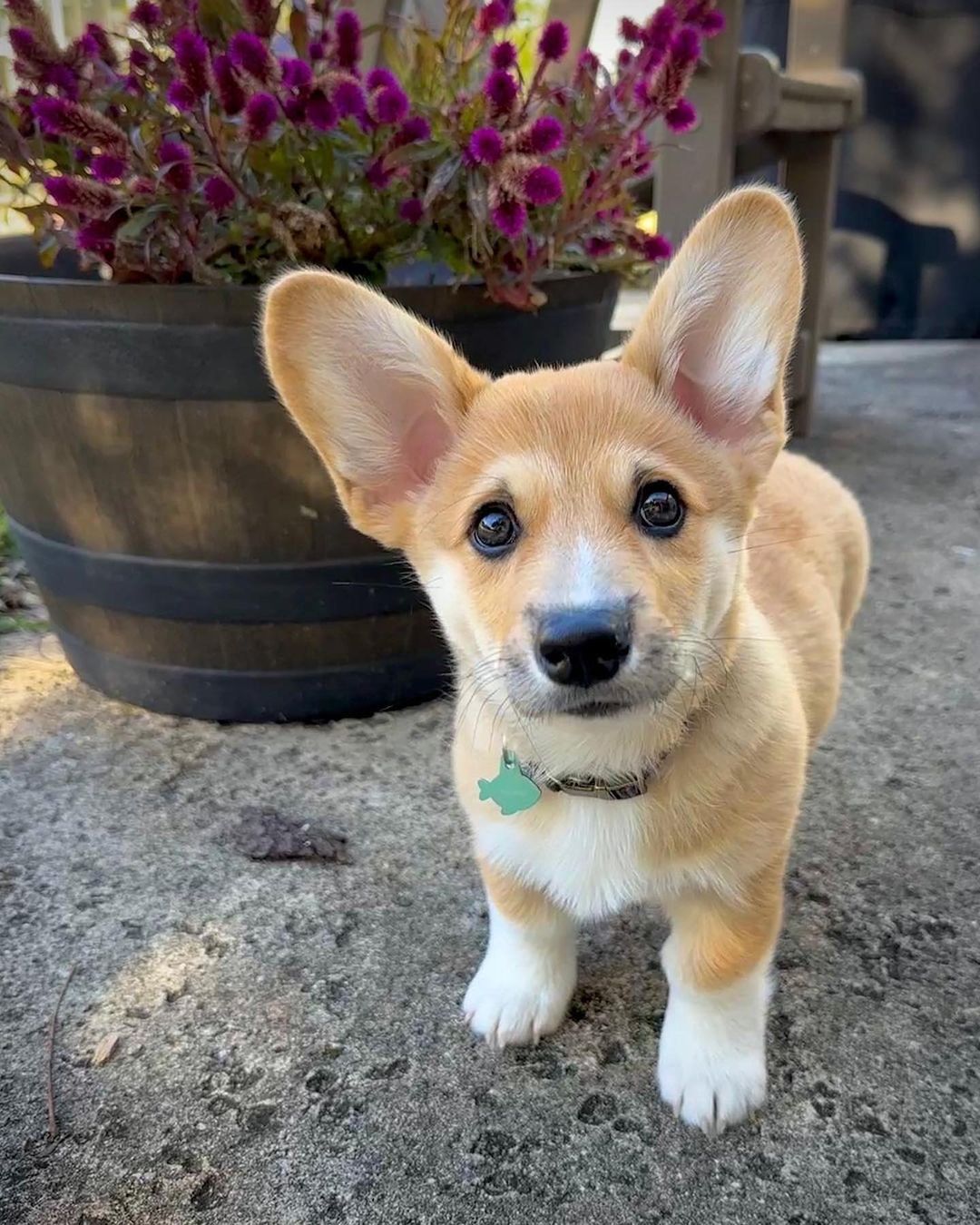 Good - The many coats and colors of the Pembroke Welsh Corgi 👑 It’s no ...