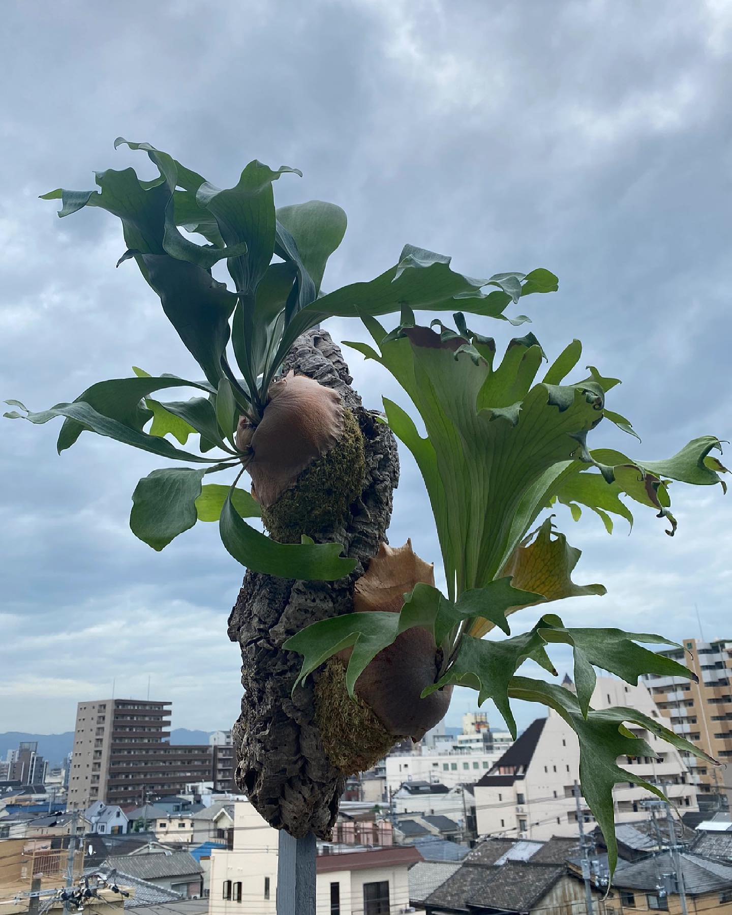 上 雷神（fujin） 下 風神（raijin） このふたつは何故か 曇りが似合う
