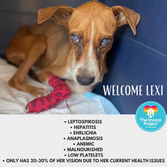 Please welcome Lexi to... - The Snoopi Project- Riviera Maya | Facebook