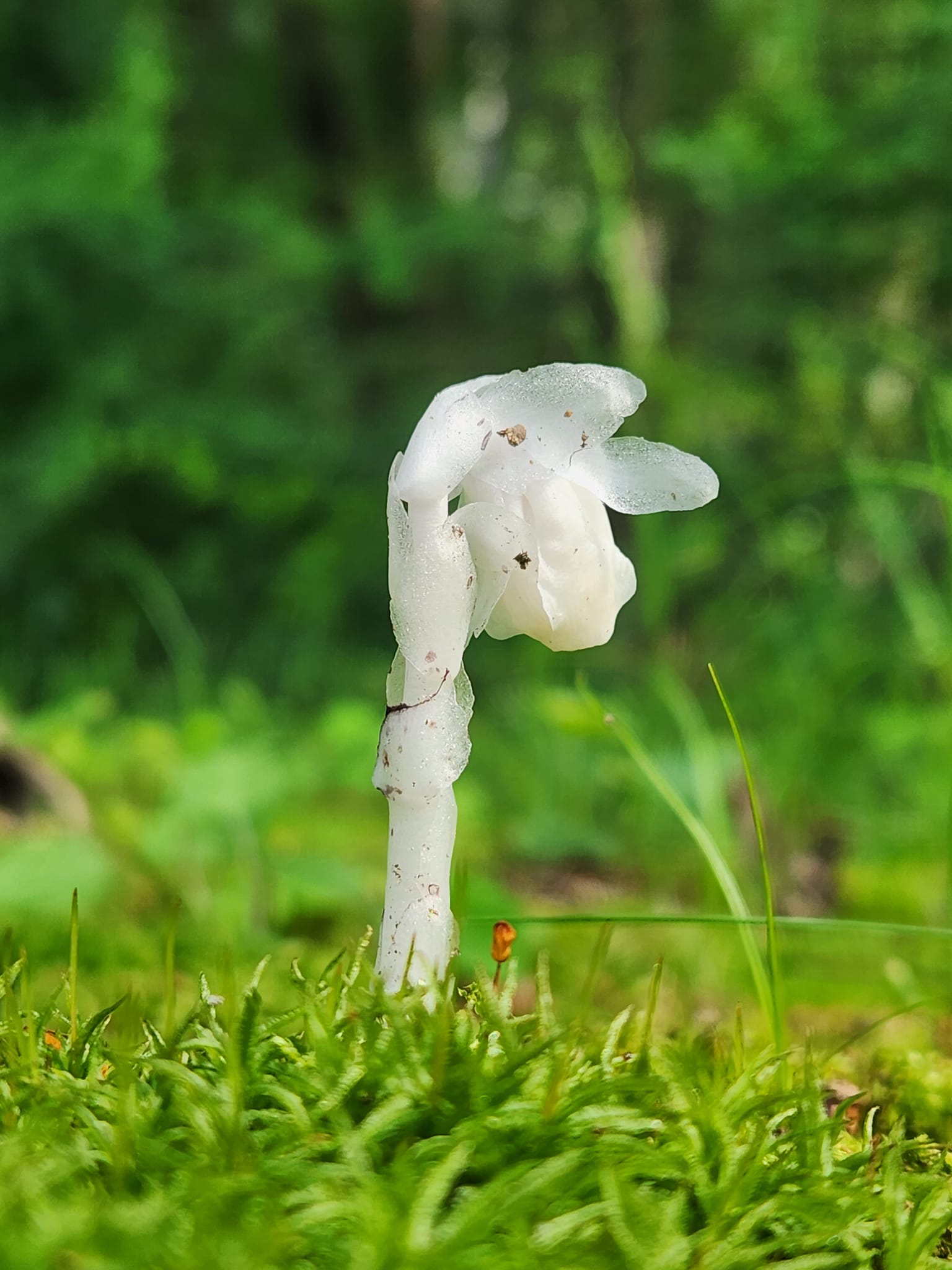 What are these flowers found in Southern Massachusetts?