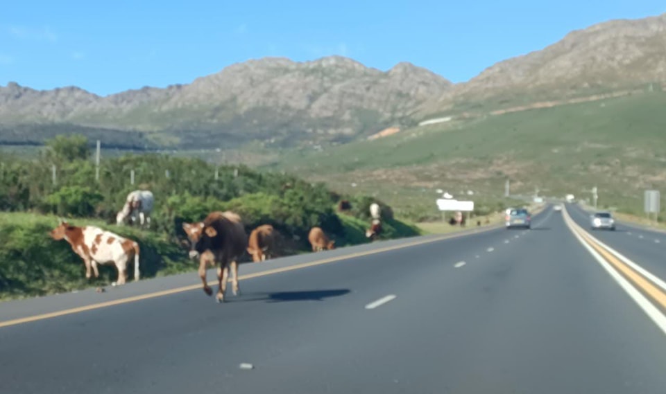 SA - What consequences do cow owners face when their animals are found ...