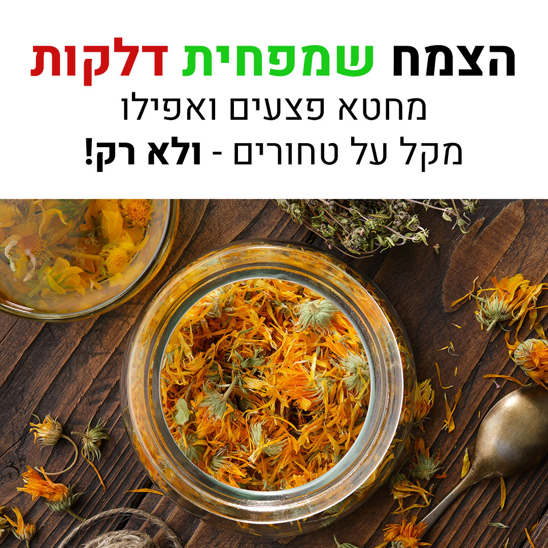 שיפקה - מגזין בריאות מבית סבתא - הצמח שמפחית דלקות, מחטא פצעים ומקל על ...