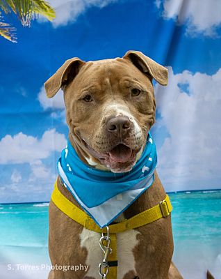 🚀🐾 MEET VICTOR, the Energetic... - Humane Society of Macomb | Facebook