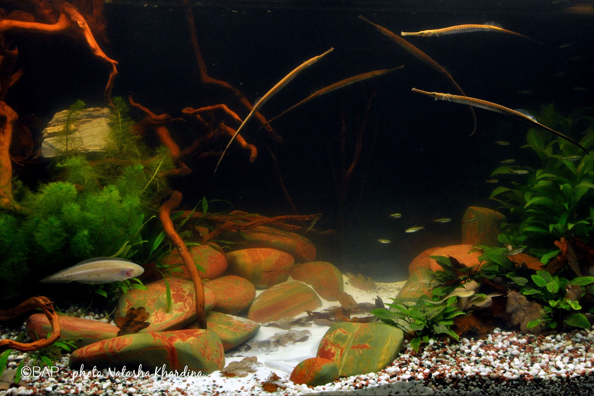 BIOTOPE AQUARIUM | There are... - BIOTOPE AQUARIUM Project | Facebook