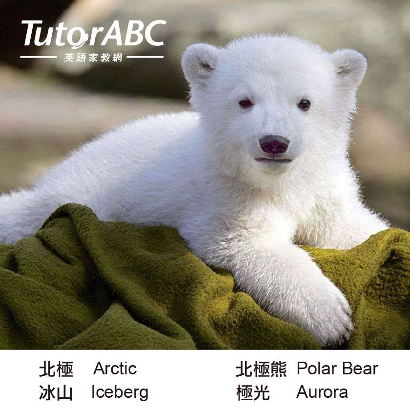 Tutorabc 輕鬆一下 台北木柵動物園的圓仔 人氣高居不下最近德國慕尼黑的海拉布倫動物園也生下一對北極熊龍鳳寶寶 超級可愛的 小編要來問問大家北極的英文小知識怎麼說呢 By B小編資訊來源 Http Ppt Cc 3ga5 照片來源 Http Ppt Cc Xdbx Facebook