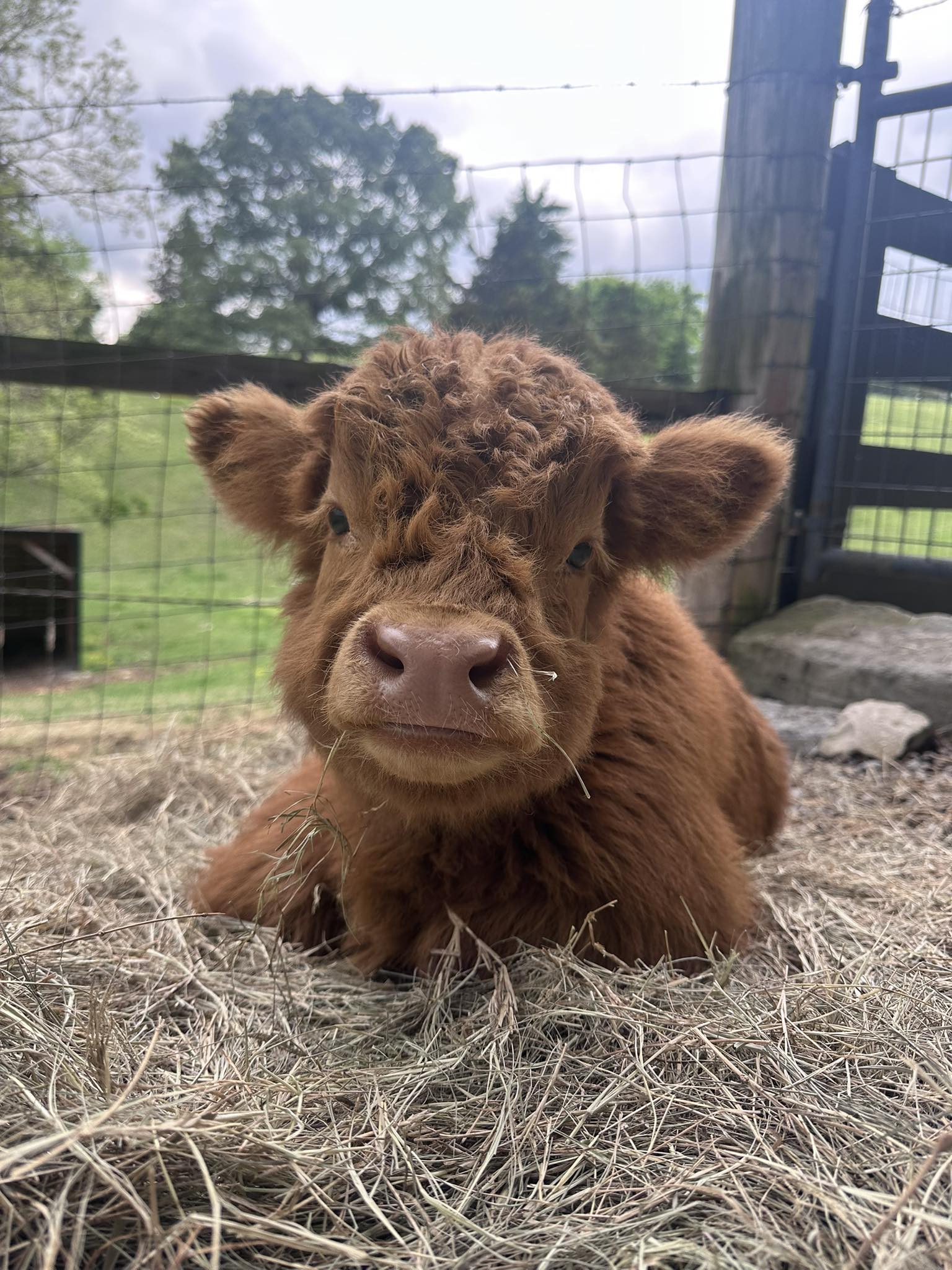 Too Mini Farm TN