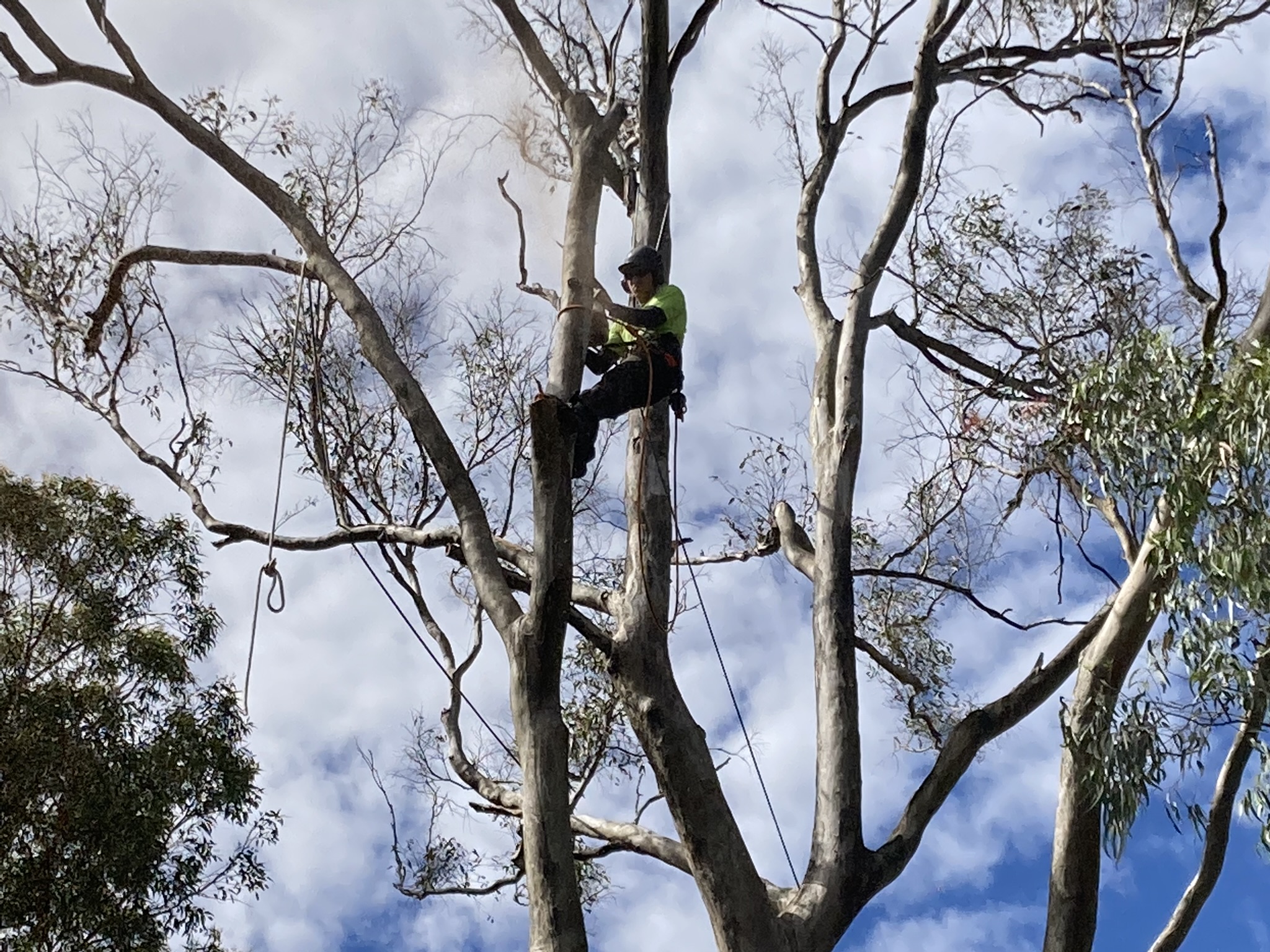 Top Cut Tree Solutions