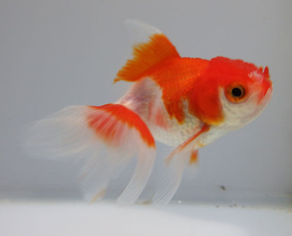 金魚生体 Explore Facebook