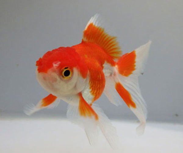 金魚生体 Explore Facebook