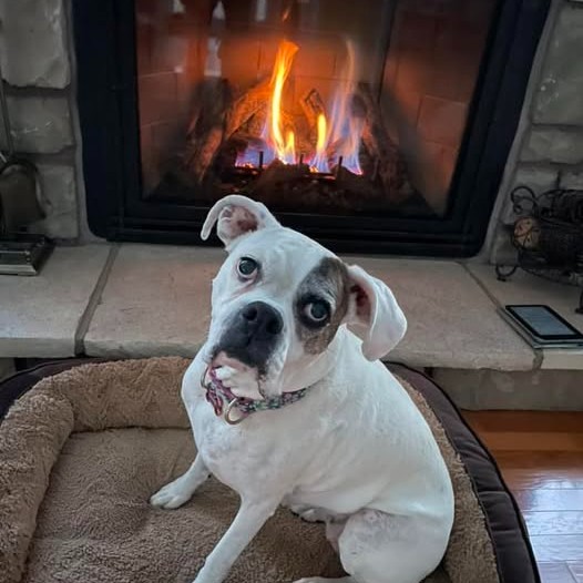 Great Lakes Boxer Rescue - 📸 SATURDAY NIGHT SELFIES 📸 Alumni Lexie (BHR ...