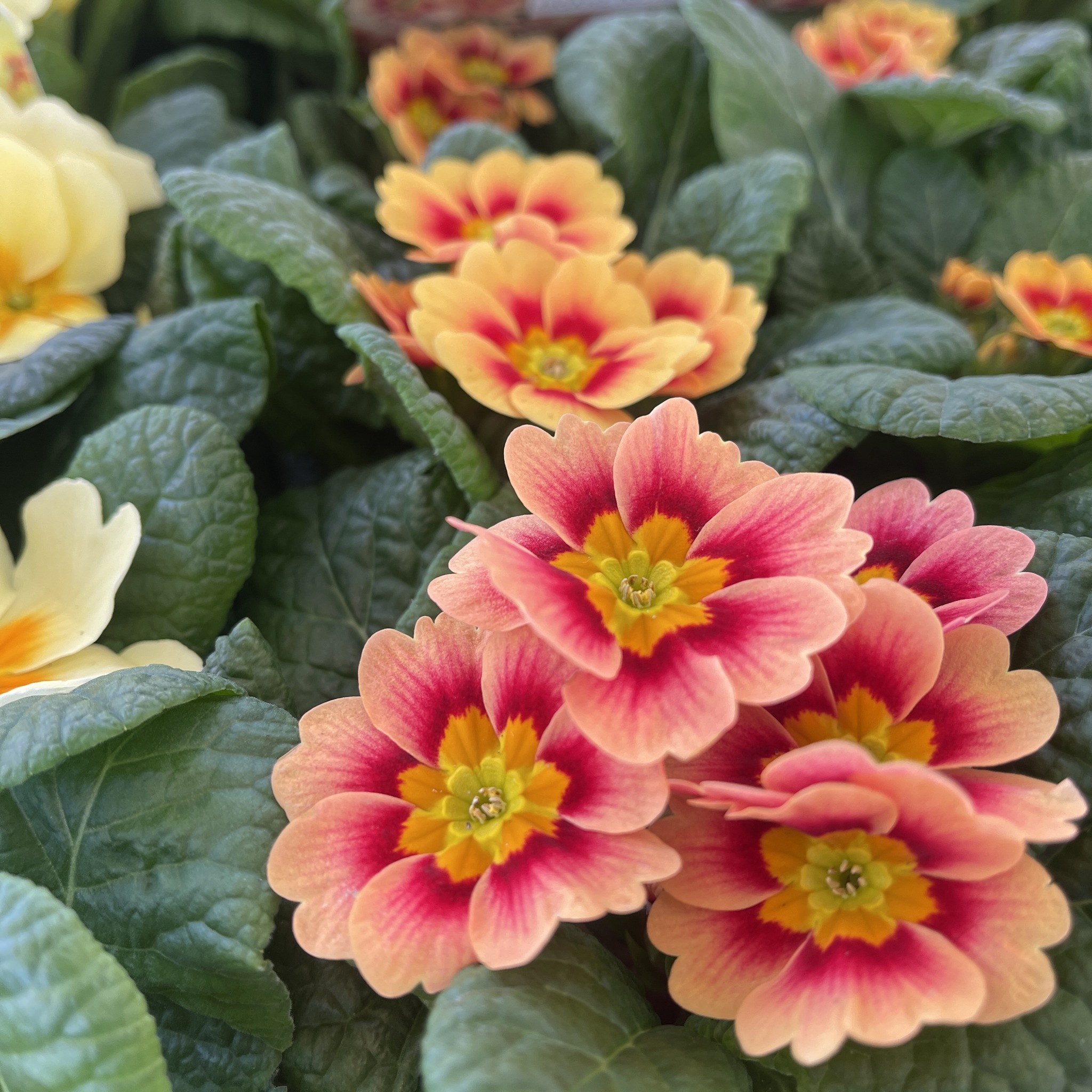 Rumwood Nurseries and Garden Centre | Maidstone