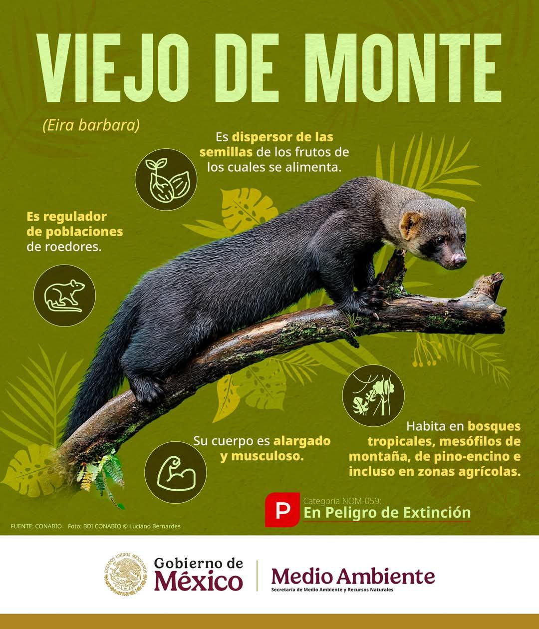 El Podcast De La Coyotera - #BiodiversidadMexicana ¿Conoces al viejo de ...