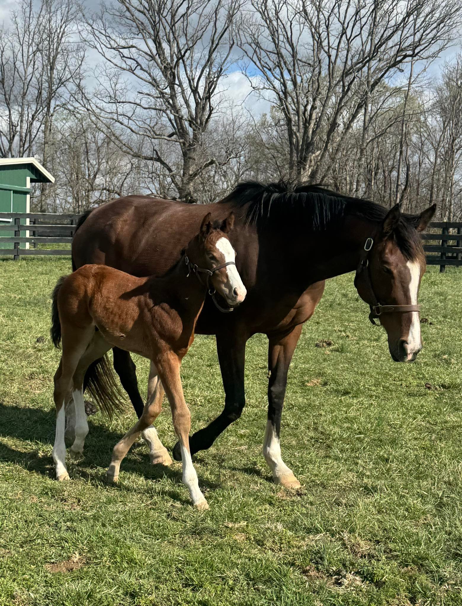 Farm D'Allie Racing Stable | Paris KY