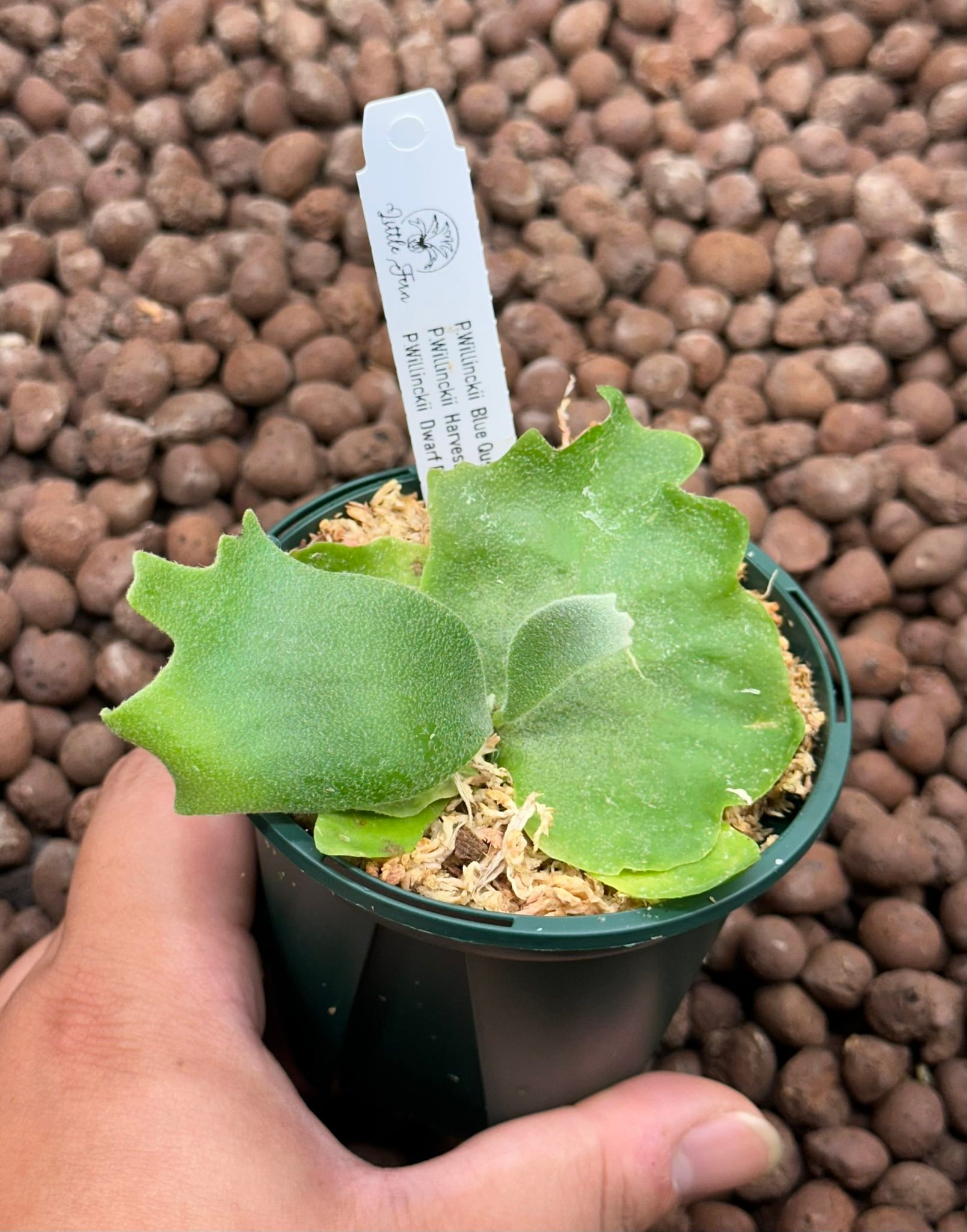 ? HBD系列！夢幻混血登場Blue Queen × Harvest Moon × Dwarf 