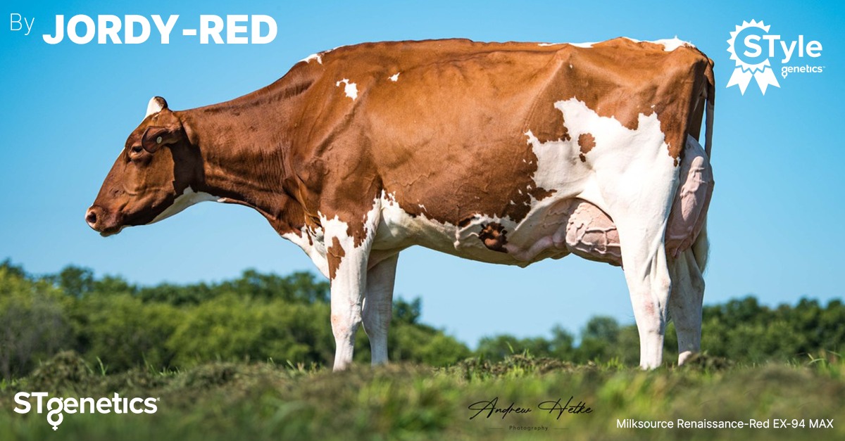 JORDY-RED breeding EXcellent cows! 📸 Milksource Renaissance-Red