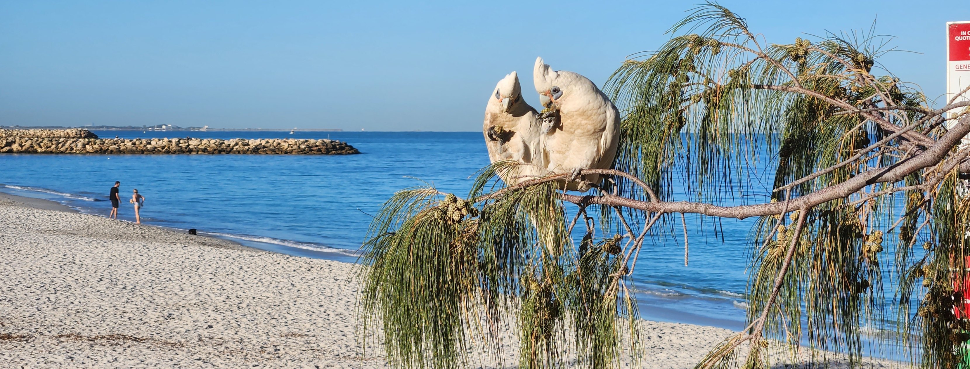 South Fremantle Dog Beach (Little Dog Beach) | Some dogs are just too ...